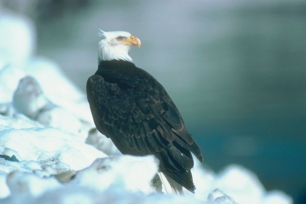 Bald Eagles Thriving in Nebraska Bald Eagles Thriving in Nebraska