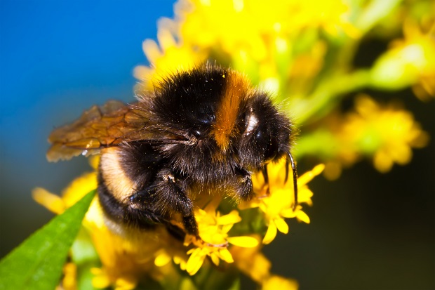 Record Winter Death Loss in Honey Bee Colonies