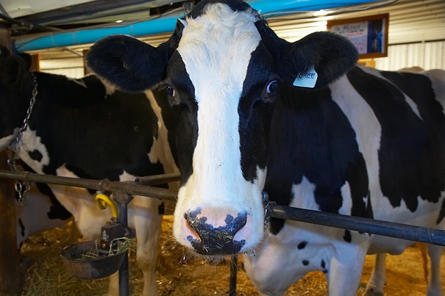 South Dakota Producers Serving On Committee Reviewing Dairy Program