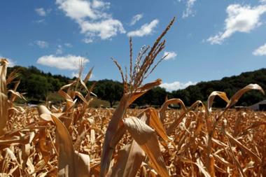 Farmers Cutting Drought Damaged Corn for Silage in NE South Dakota