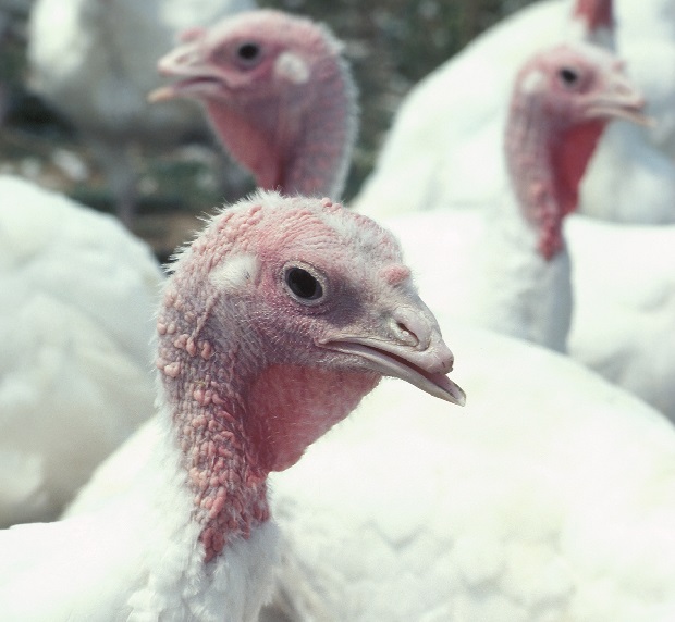 Food Prices Rise For Thanksgiving 2021 But Consumers Can Still Be Thankful
