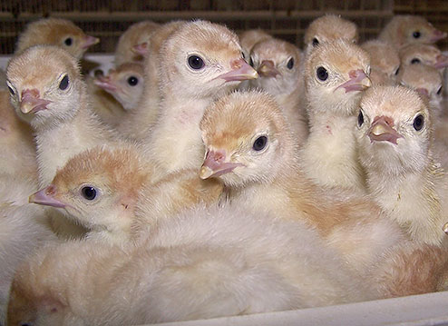 Poultry Growers Need To Be Vigilant With European Bird Flu Spread