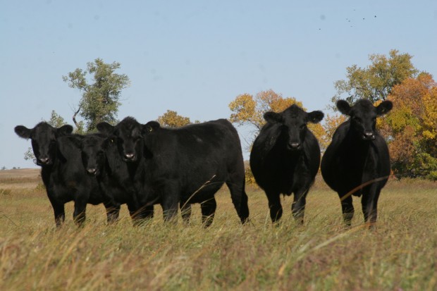 Livestock Development Matrix Approved In Nebraska