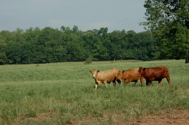 USDA Rescinding Grass Fed Labeling Standard