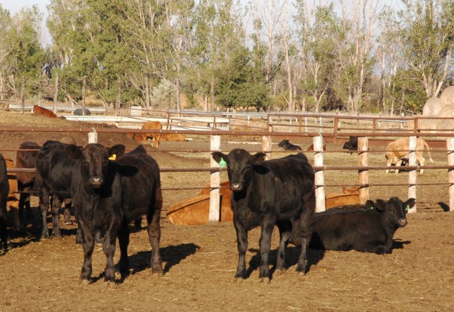U.S. Cattlemen’s Association Opposes Brazil Beef Market Opening
