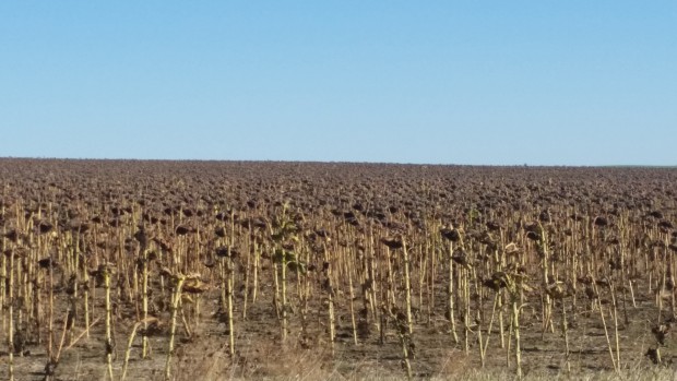 Sunflower Quality and Insurance Changes Positive for Growers