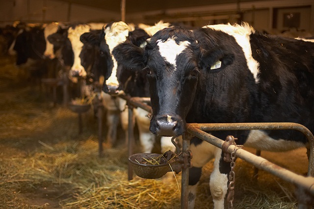 PUC Moves Ahead on Stray Voltage Plan for Dairies