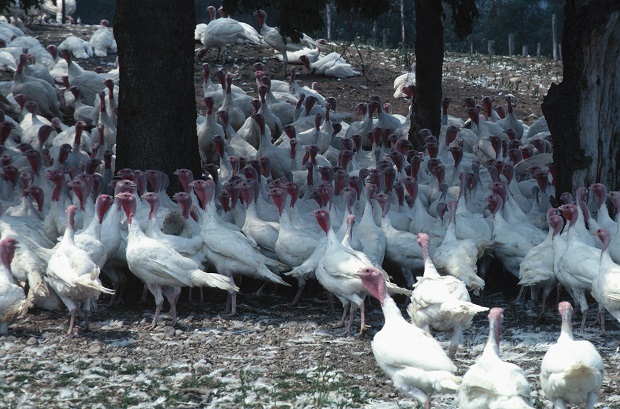 Poultry Industry Receives High Safety Marks