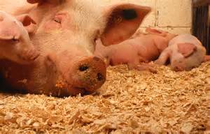 Iowa Pork Plant Moving Through the Permitting Process