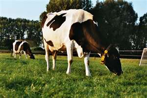 Dairy Leader Says Cheese Purchase To Help Dairy Industry Is Welcome