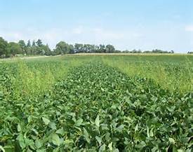 SD Legislative Committee Tables Industrial Hemp Production Bill