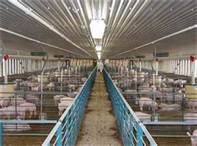 Pork Processing Plant Approval Moves Forward In Iowa