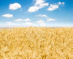NAWG Leader Says Farm Bill May Need Revamping But Not Reopening