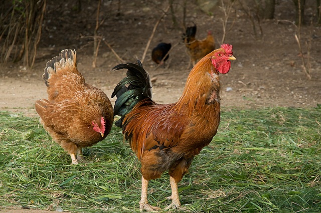 Informational Meetings Being Held On Chicken Processing Plant