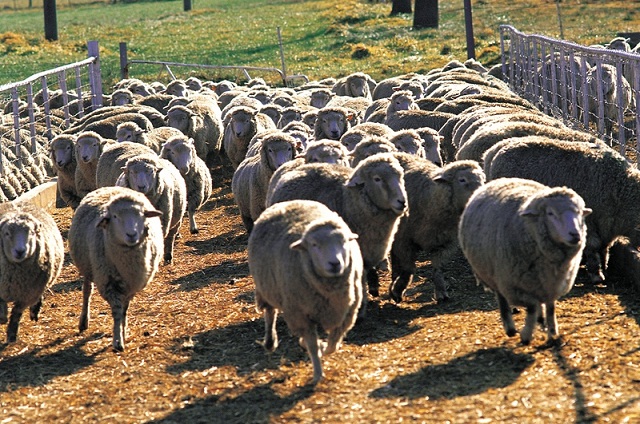 Taiwan Opens Market to U.S. Lamb, Japan May Follow