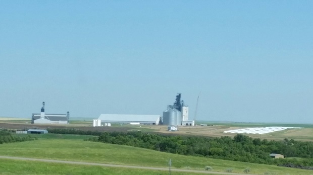 Livestock dealing with the heat