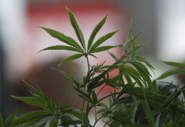 SD Legislators Consider Recreational Marijuana Rules
