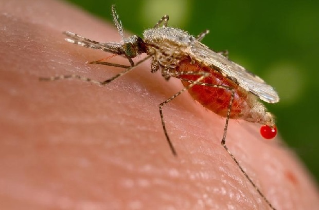 First Two Cases of West Nile Confirmed in Iowa