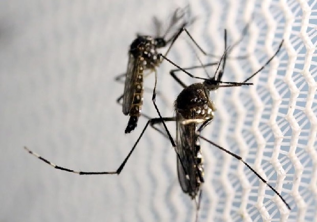 Zika Virus Prompts Worries in Florida