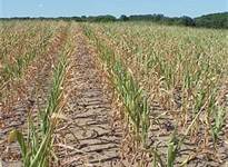 SDSU Extension Holding Series Of Drought Webinars This Month