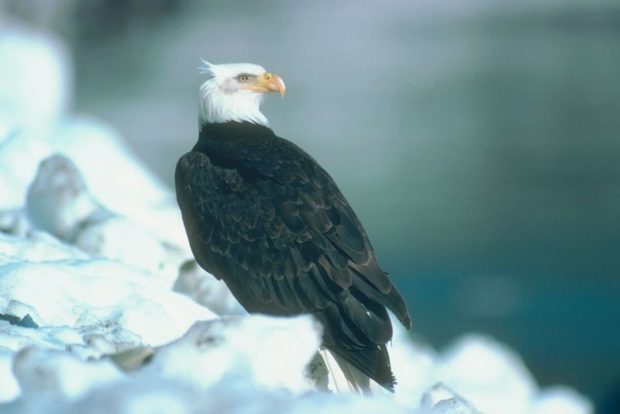 Endangered Species Act Being Challenged