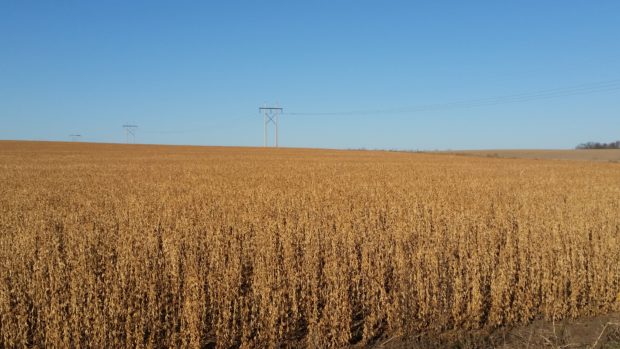 Corn Harvest in Western Corn Belt Lags, Soybean Harvest Catching Up
