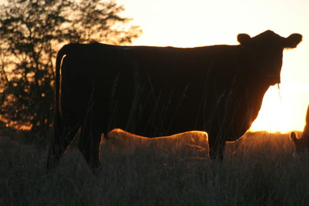 Cattle Producers Being Surveyed on Market Problems Cattle Producers Being Surveyed on Market Problems