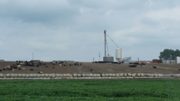 Livestock Manure Hot Commodity with High Fertilizer Prices