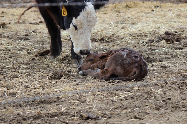 Pregnancy Loss in Cattle