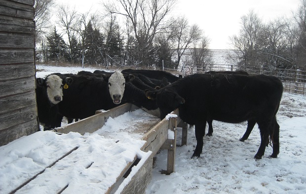 Minnesota Cattle Producer Hit Hard By COVID 19 Effects