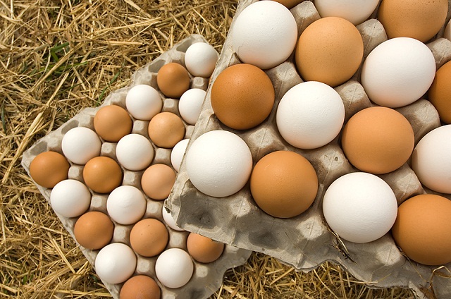 Iowa Considers Conventional Egg Bill