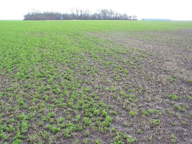 Forage Condition Still In Doubt Heading Into Spring