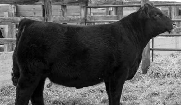 Meat Production Forecast