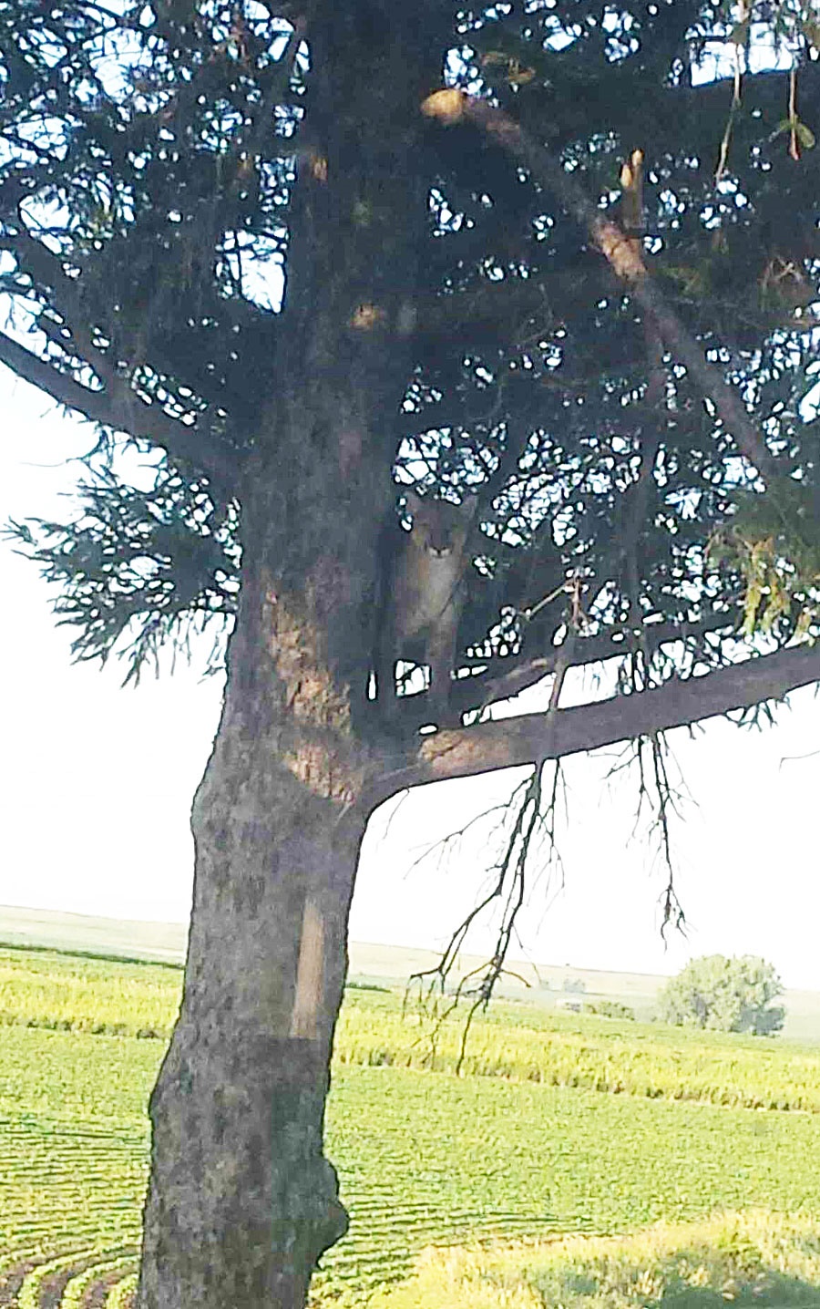 Mountain Lion Killed in Northwest Iowa Mountain Lion Killed in Northwest Iowa