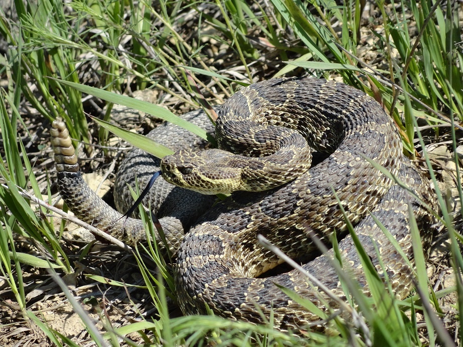 Rattlesnakes Returning to Iowa