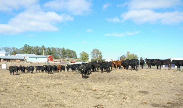 Hay Lottery Open to Livestock Producers in Drought Areas