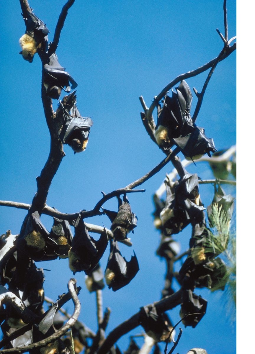 Take Rabid Bats Seriously Says Director of Infectious Diseases at UNMC Take Rabid Bats Seriously Says Director of Infectious Diseases at UNMC