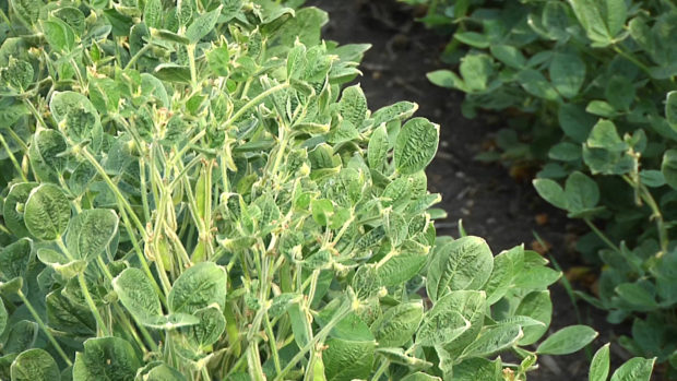 Environmental Groups Push Lawsuit on Dicamba