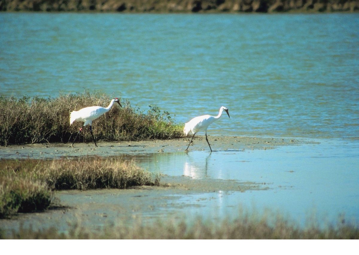 Nebraska Game and Parks Asks Residents For Help with Whooping Crane’s Nebraska Game and Parks Asks Residents For Help with Whooping Crane’s