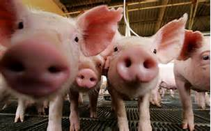 SDSU Extension Swine Specialist Has Advice On Dealing With Backed Up Hogs