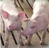 SDSU Extension Vet Says No Coronavirus Worries With Pork Or Other Food Products