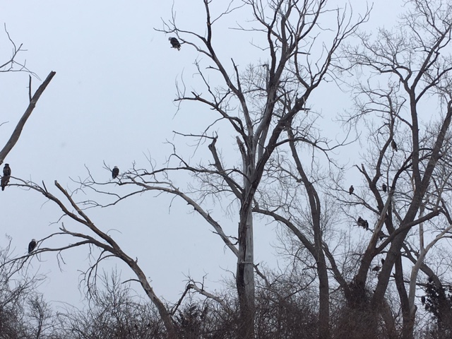 More Than 200 Bald Eagle Nests Are Active in Nebraska