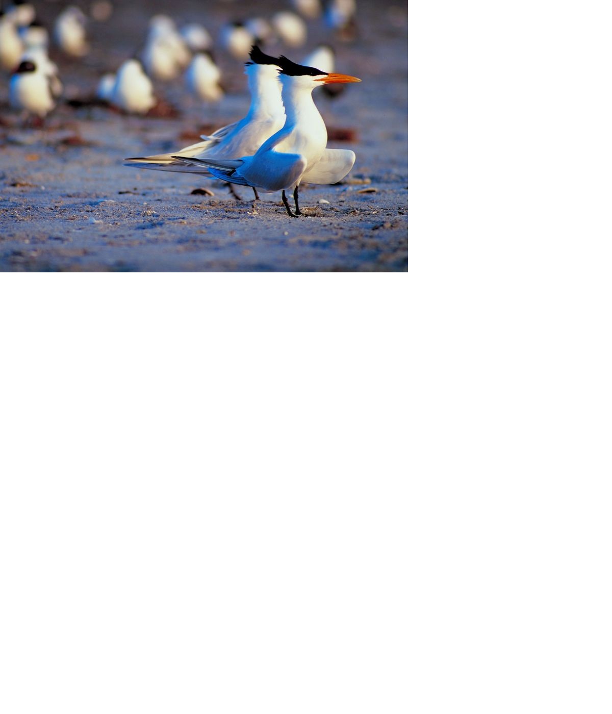 Nebraska Birdwatchers Waiting on Terns & Plovers