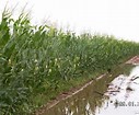 Crop Insurance Issues With Late Crop In North Dakota Crop Insurance Issues With Late Crop In North Dakota