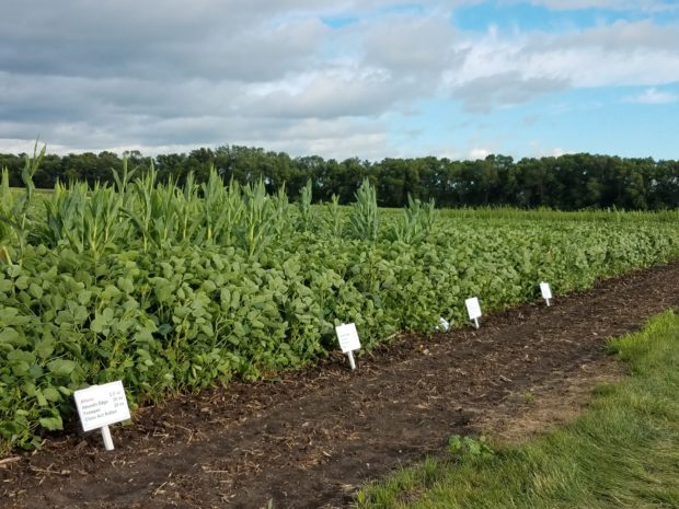 SDSU Extension Specialists Update Producers At Field Day At Volga Research Farm