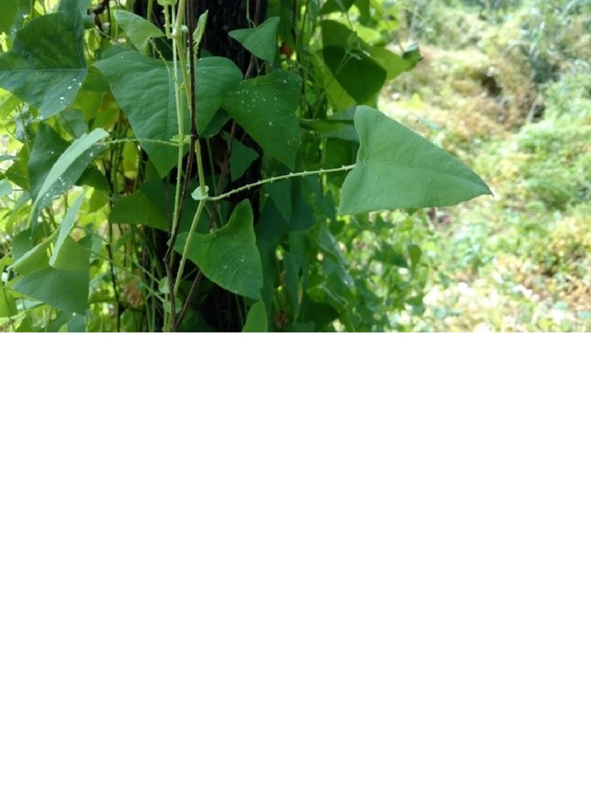 Weed Pressure Seen In Soybeans During Harvest In Iowa
