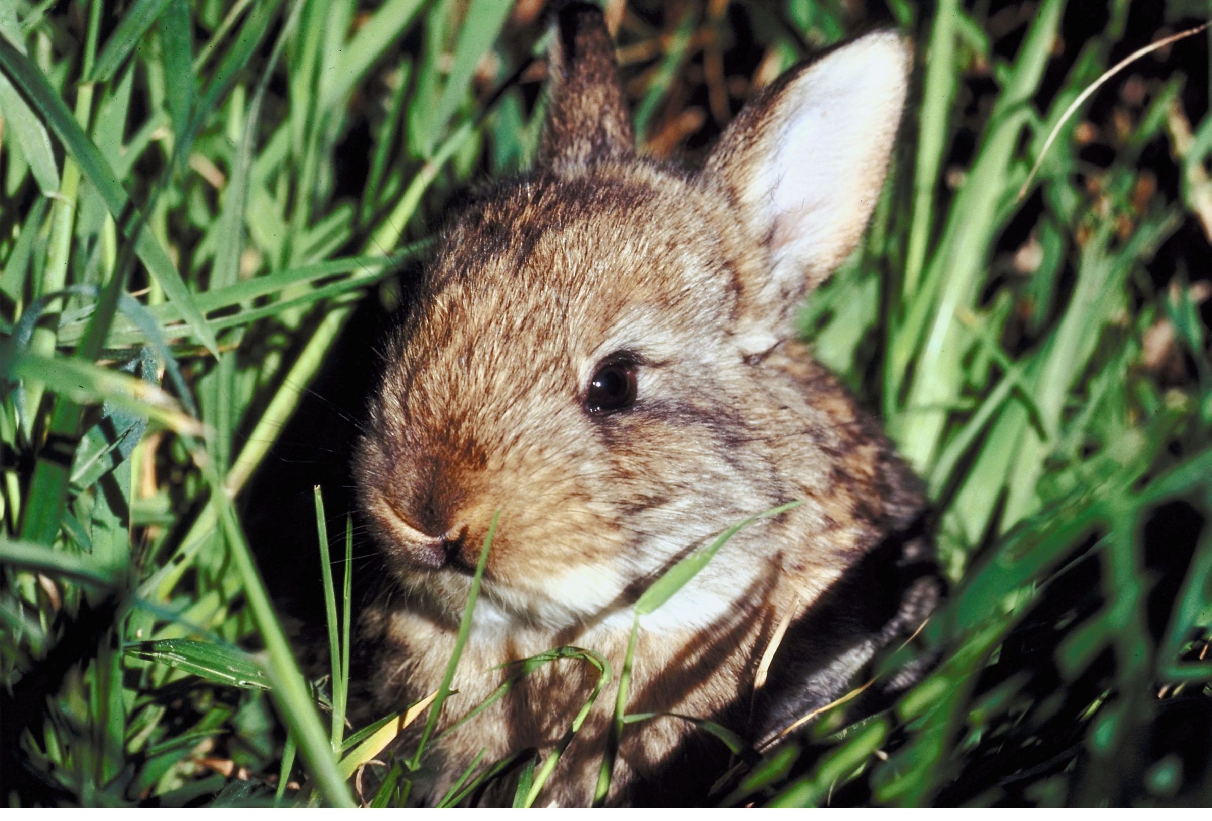 Rabbits Running in Iowa Rabbits Running in Iowa