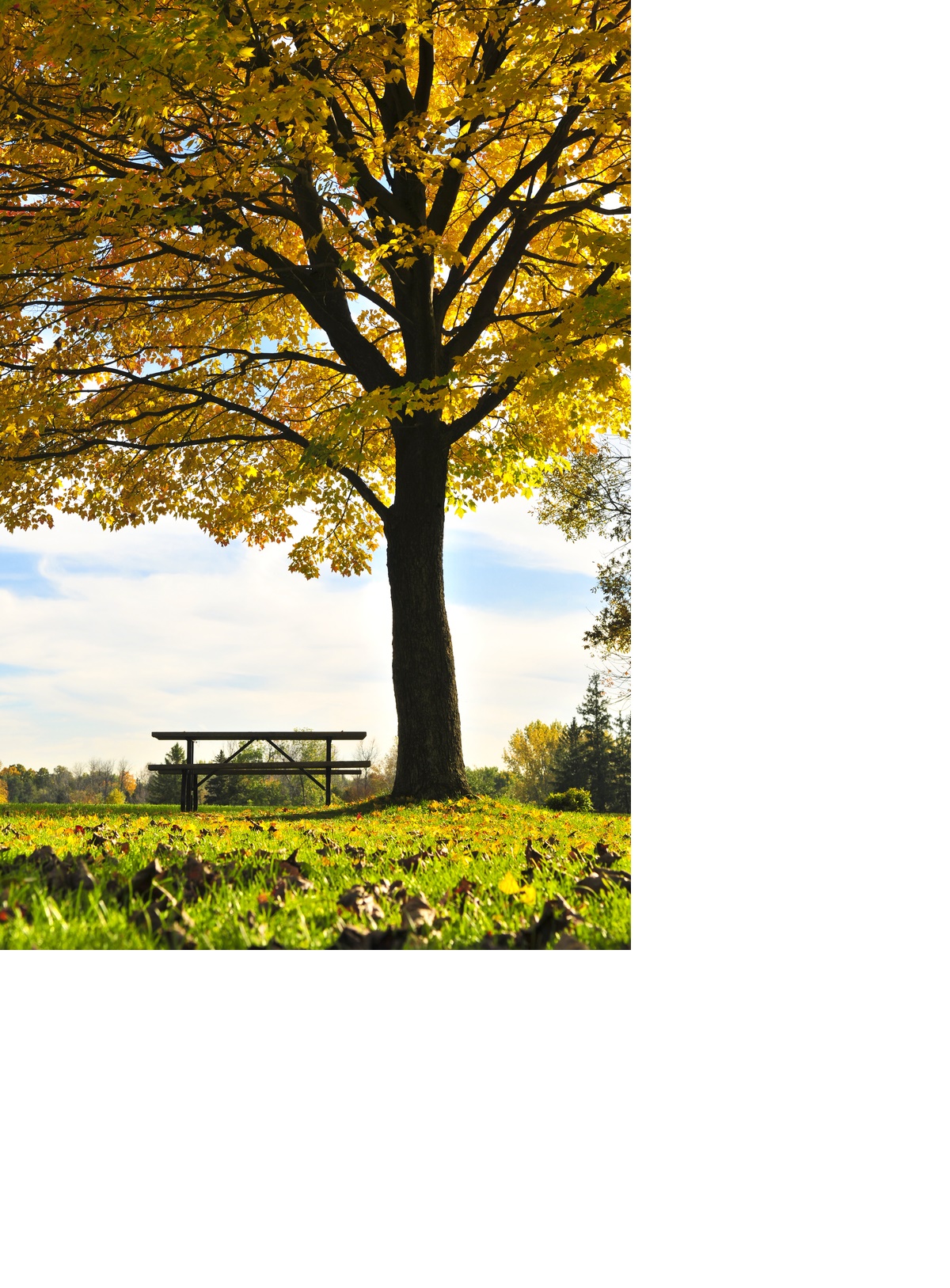 Emerald Ash Borers Expected to Continue Invasion