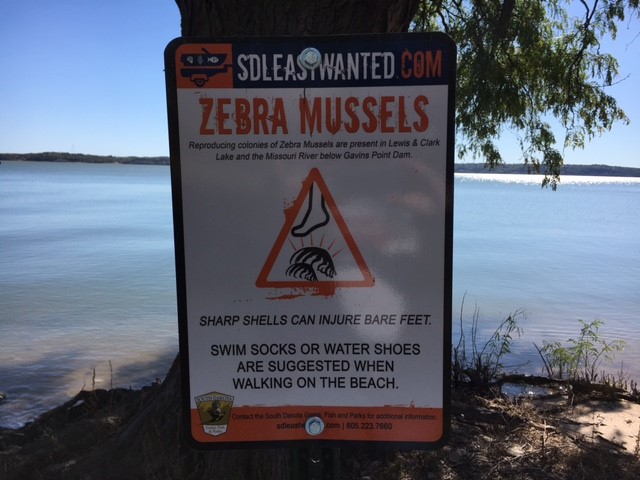 Fighting Zebra Mussels