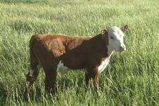 Herd Health Conference Focuses On Need For More Large Animal Vets Herd Health Conference Focuses On Need For More Large Animal Vets